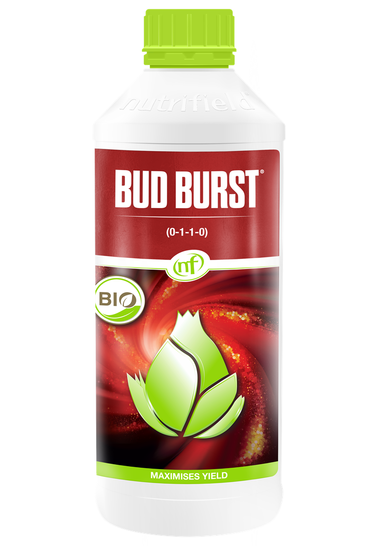 Bud Burst